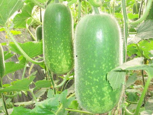 吃瓜--反差大赛-每日大赛合集